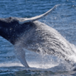 Whale jumping from water