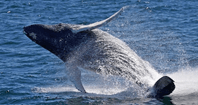 Whale jumping from water