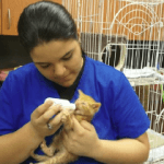 Vet tech feeding a cat with bottle