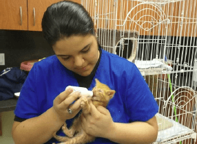 Vet tech feeding a cat with bottle