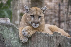 using GPS to reveal secret lives of mountain lions