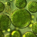 Close-up look at algae cells.