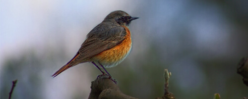 A small song bird on a branch (It's very cute.)