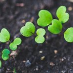 Newly sprouted plants.