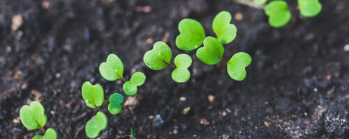 Newly sprouted plants.