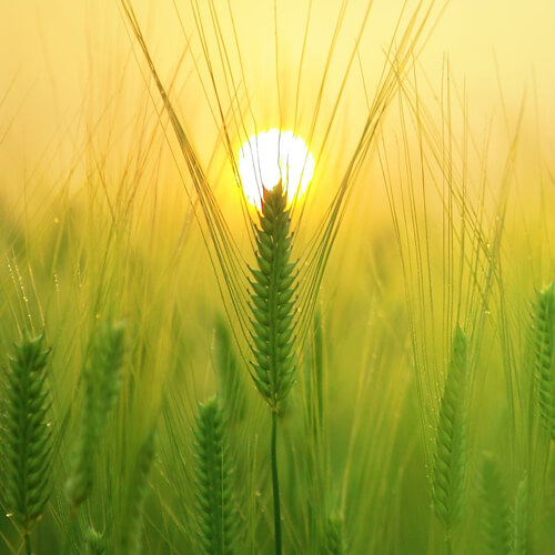 Wheat in front of a sunset.