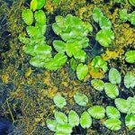 Various water plants floating in a river.