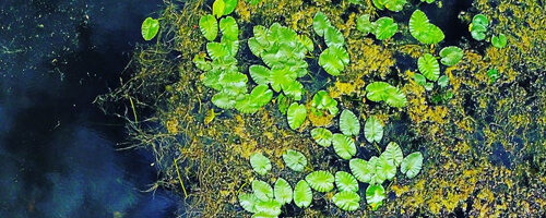 Various water plants floating in a river.