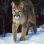 mountain lion walking in the snow