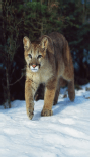 mountain lion walking in the snow