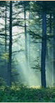 a beam of sunlight shining through the forest