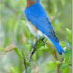 Blue bird standing on a plant
