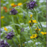 assorted weed flowers in a field