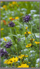 assorted weed flowers in a field