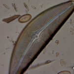 5cymbella121512