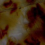 Didymo17