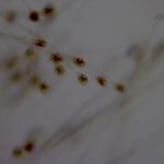Didymo3