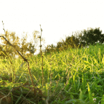A grassy plain