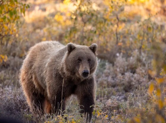 Grizzly bear in Denali National Park, Alaska in autumn.