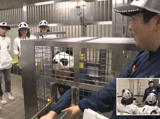 An image collage containing 2 images, Image 1 shows Zoo workers in panda hats at Adventure World amusement park, Image 2 shows Workers at Adventure World amusement park and zoo wearing panda face hats in a meeting